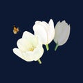 Watercolor drawind of white tulips and a butterfly on black background for logo, postcatd, sticks, background.