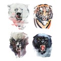 Watercolor drawing of angry looking bear, tiger, wolf and panther. Animal portrait on white background Royalty Free Stock Photo