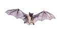 Watercolor drawing of an animal - a bat is flying
