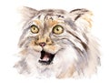 Watercolor drawing of the animal - cat manul with open mouth