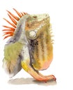 watercolor drawing of animal - color iguana, sketch Royalty Free Stock Photo