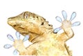 Watercolor drawing of animal: gecko, bottom view Royalty Free Stock Photo