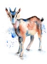 Watercolor drawing of animal - goat, kid sketch