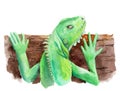 watercolor drawing of an animal - iguana, lizard sketch Royalty Free Stock Photo
