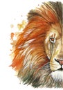 Watercolor drawing of an animal mammal animal predator of a red lion, red mane, lion-king of beasts, portrait of greatness, streng
