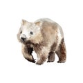 Watercolor drawing of an animal - wombat, animal of Australia Royalty Free Stock Photo