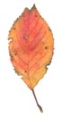Watercolor drawing of autumn cherry leaf