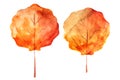 Watercolor drawing of autumn leaves isolated on the white background. Hand painted illustration of aspen leaf