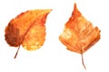 Watercolor drawing of autumn leaves isolated on the white background. Hand painted illustration of birch leaf