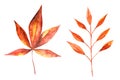 Watercolor drawing of autumn leaves isolated on the white background. Hand painted illustration of red and yellow leaf Royalty Free Stock Photo