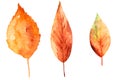 Watercolor drawing of autumn leaves isolated on the white background. Hand painted illustration of red and yellow leaf Royalty Free Stock Photo