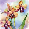 watercolor drawing of beautiful rainbow orchid, on a wintry background.