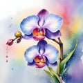 watercolor drawing of beautiful rainbow orchid, on a wintry background.