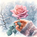 watercolor drawing of beautiful rainbow rose, on a wintry background.