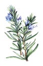 Watercolor drawing of beautiful wild rosemary plant with narrow thin leaves and blue flowers with unopened buds