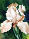 Watercolor drawing beige iris on a colored background. Royalty Free Stock Photo