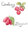 watercolor drawing of berries - lingonberry and dogwood