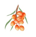 watercolor drawing of berries - sea buckthorn. drawn on paper Royalty Free Stock Photo