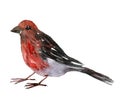 Watercolor drawing bird