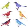 Watercolor drawing birds