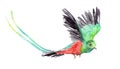 Watercolor drawing of a bird - Resplendent Quetzal Royalty Free Stock Photo