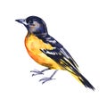 Watercolor drawing bird, yellow oriole painted at white background, hand drawn illustration Royalty Free Stock Photo