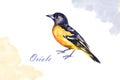 Watercolor drawing bird, yellow oriole painted at white background, hand drawn illustration Royalty Free Stock Photo
