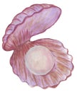 Watercolor drawing of a bivalve shell with a pearl inside. Raster clipart of purple seashell with nacreous ball inside, isolated