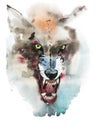 Watercolor drawing of black angry looking wolf. Animal portrait on white background.