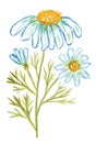 Watercolor drawing of a blooming chamomile stem