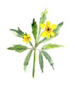 Watercolor drawing blooming yellow tender wood anemone