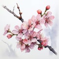 Watercolor drawing of a blossoming sakura branch, pink flowers on a white background Royalty Free Stock Photo