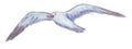 Watercolor drawing of blue flying gull isolated on white background Royalty Free Stock Photo