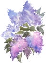 Watercolor drawing Blue Lilac.