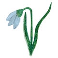 Watercolor drawing of a blue snowdrop, isolated