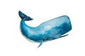 Watercolor drawing of blue sperm whaleisolated on white background. Handmade illustration of blue sperm whale, cachalot