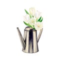 Watercolor drawing of a bouquet of five luxurious white tulips in a watering can looking left. The tulips are completely