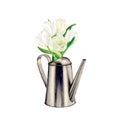 Watercolor drawing of a bouquet of five rich white tulips in a watering can looking right. The tulips are completely
