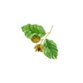 Watercolor drawing branch of beech tree Royalty Free Stock Photo