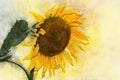 A Watercolor Drawing Of Bright Golden Sunflower, Vintage Style, Botanical Art