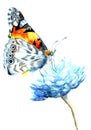Watercolor drawing butterfly on blue flower