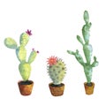 Watercolor drawing cactuses