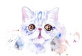 watercolor drawing of a cat drawn by hand - Exotic Shorthair cat. Royalty Free Stock Photo