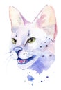 watercolor drawing of a cat drawn by hand - safari cat Royalty Free Stock Photo