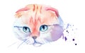 watercolor drawing of a cat drawn by hand - Scottish fold cat. Royalty Free Stock Photo
