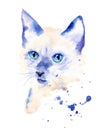 watercolor drawing of a cat drawn by hand - Siamese. paint drips Royalty Free Stock Photo