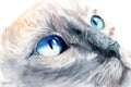 Watercolor drawing of a cat`s face with blue eyes