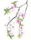 Watercolor drawing of cherry cherry blossoms cherry blossoms, pink flowers, gentle tones, on the theme of spring, mother`s day, M