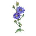 Watercolor drawing of chicory, succory flowers blossom and burgeons on white background. Hand drawn plant