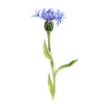 Watercolor drawing cornflower